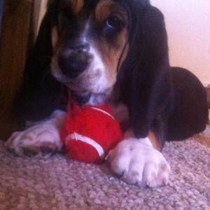 Meet your Posher, Dawn